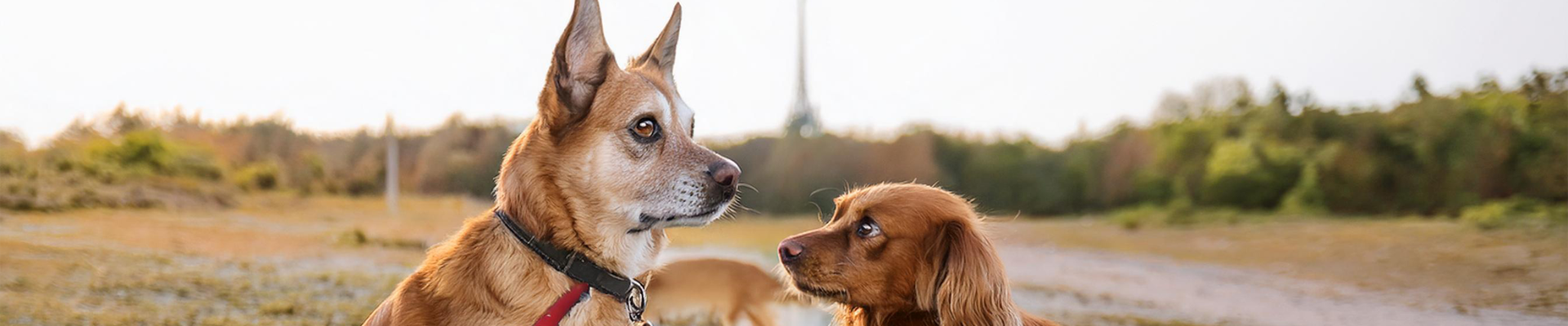 Elbhunde