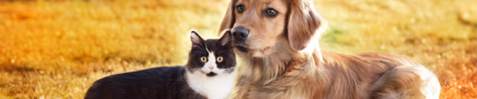 Petshop24